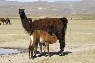 Female Lama breastfeeding her small Altiplano Bolivia