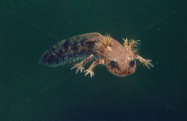 Larve de Salamandre tachetée qui nage