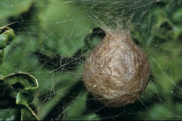 Cocoon of Wasp Spider
