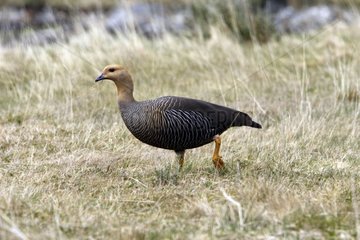 Female Upland goose Tierra de Fuego National Park