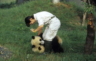 Vétérinaire soignant jeunes Pandas géants nés en captivité