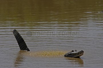 Courtship behaviour of common caiman male Venezuela