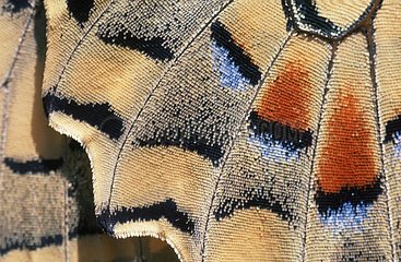 Close-up of wing of Old World Swallowtail Spain