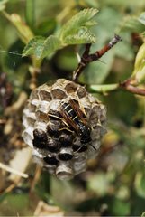 Polistes wasp nest on cells clogging Hautes-Alpes