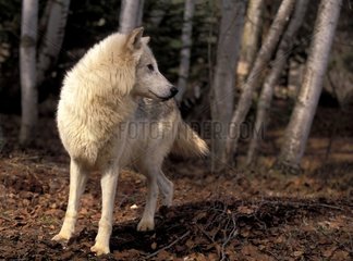 Wolf going in the forest by observing something the USA