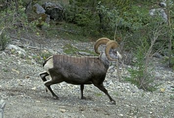 Bighorn sheep running in the middle of a fall Canada