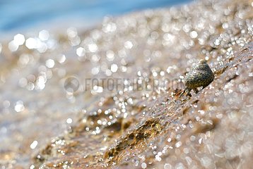Hermit crab walking down to the sea Ibiza