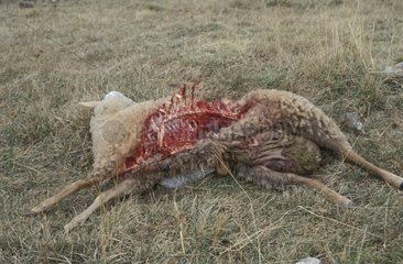 Schafs Schlachtkörper von einem Wolf PN Mercantour Frankreich getötet