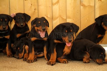 Litter of pups Beaucerons blacks and fire France