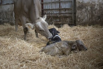 Brune Cow und seine neugeborenen Zwillingskälber Frankreich