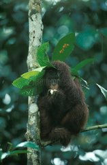 Orang-utang sheltering from rain under a leaf