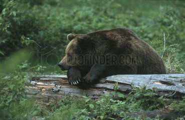 Brown bear at rest BayerischerWald National park Germany