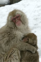 Complicity and tenderness between Japanese Macaques