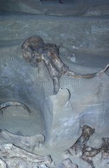 Mammoth Skelett Heiße Spring Dakota USA