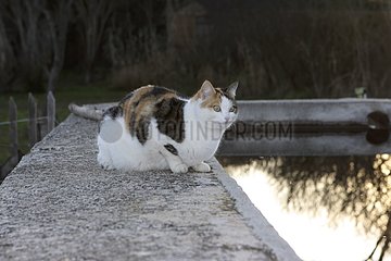Isabelle fettleibige Katze nach einer Operation Vaucluse Frankreich
