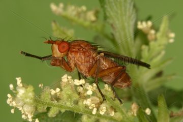 Fly grooming Moeraske Nature Reserve Belgium