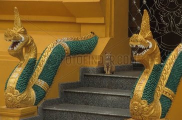 Rinnenkatze sitzend vor einem Laos -Tempel