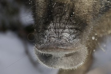 Nase des Wildschweins Schleswig-Holstein Deutschland