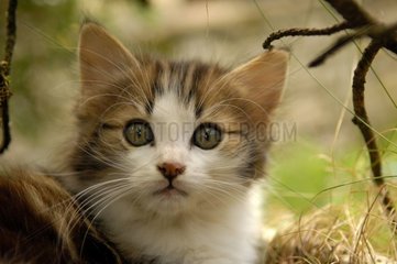 Portrait de chaton dans un jardin