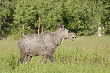 Young Elk walking in grass Sweden