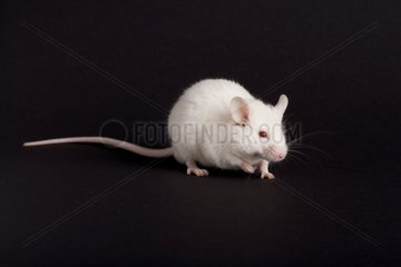 White domestic mouse on a black bottom