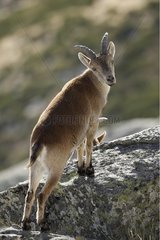 Spanish ibex on a rock Sierra de Gredos Spain