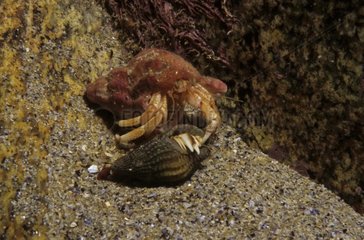 Common Hermit Crab Cap Sizun Britany France