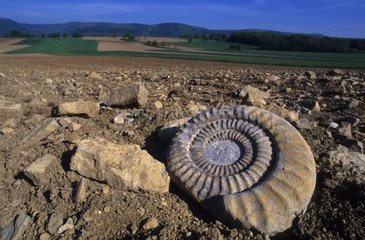 Fossile D'Ammonite -Extrait d'Un Champ Labouré Vosges du Nord