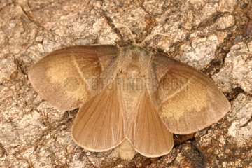 Fox moth on a trunk Sieuras Ariège France