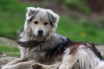 Wachhund in einer Bergfarm Apuseni Mountains Rumänien