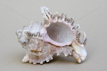 Closeup of underside of marine Murex shell