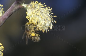 Honigbiene stechen ein Frankreichkätzchen