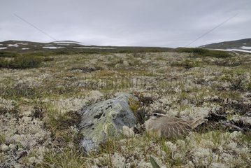Eurasian Dotterel in polar tundra