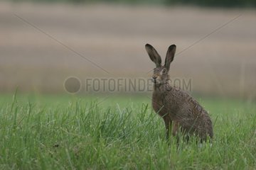 European Hare in Alsace
