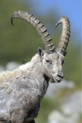 Portrait of an Ibex Gran Paradiso peak NP Italy