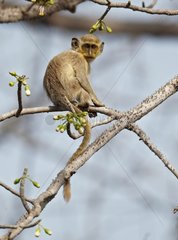 Young Callithrix Monkey on Ceiba tree Senegal