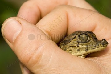 Young three hours old Caiman with glasses on a hand