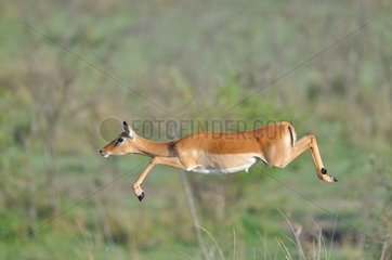 Black-faced Impala jumping Masaï Mara NR Kenya