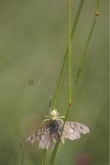 Gorldenrod spider hiding the Butterfly it captured France