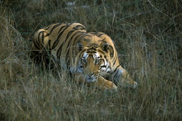 Tigre du Bengale couché PN Bandhavgarh Inde