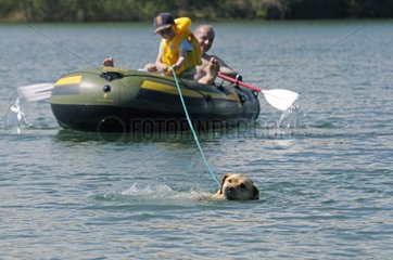 Labrador bringing back inflatable boat to shore France