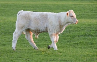 Bartard Charolais auf der Wiese