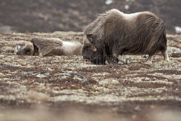 Muskox grazing in the tundra Norway