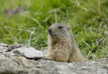 Young Marmot at burrow's entry Vanoise France