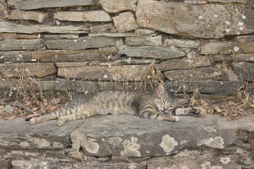 Chaton gris tigré dormantsur un banc de pierre Espagne