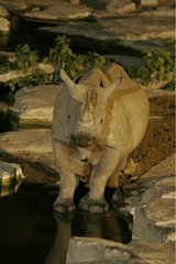 Rhinoceros noir au point d'eau de Moringa pendant la nuit