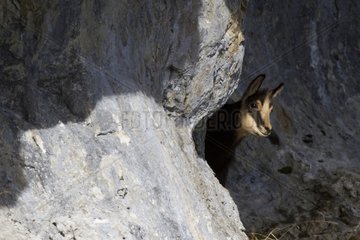 Young Chamois in the rocks Swiss Jura