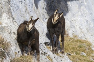 Young Chamois in the rocks Swiss Jura