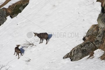 Chamois female and young on a snow plate Vosges France