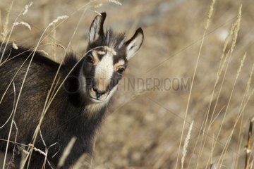 Young Chamois dry grass in the Swiss Jura